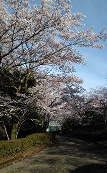 公園の桜0410-1.jpg