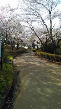 公園の桜0410-8.jpg