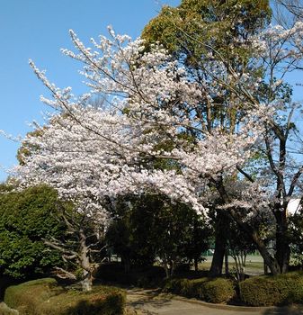 公園の桜0415-1.jpg