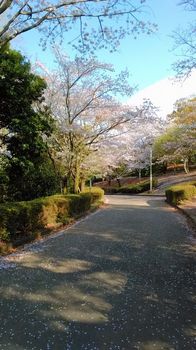 公園の桜0415-3.jpg