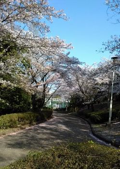 公園の桜0415-4.jpg