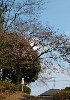 公園の桜2分咲き170404.jpg